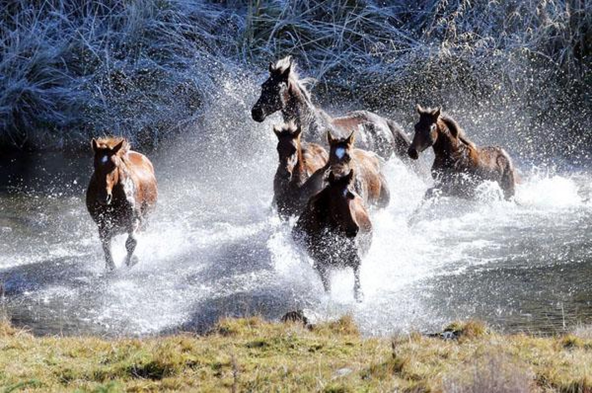 The Wild Horses of the Kaimanawa Ranges.