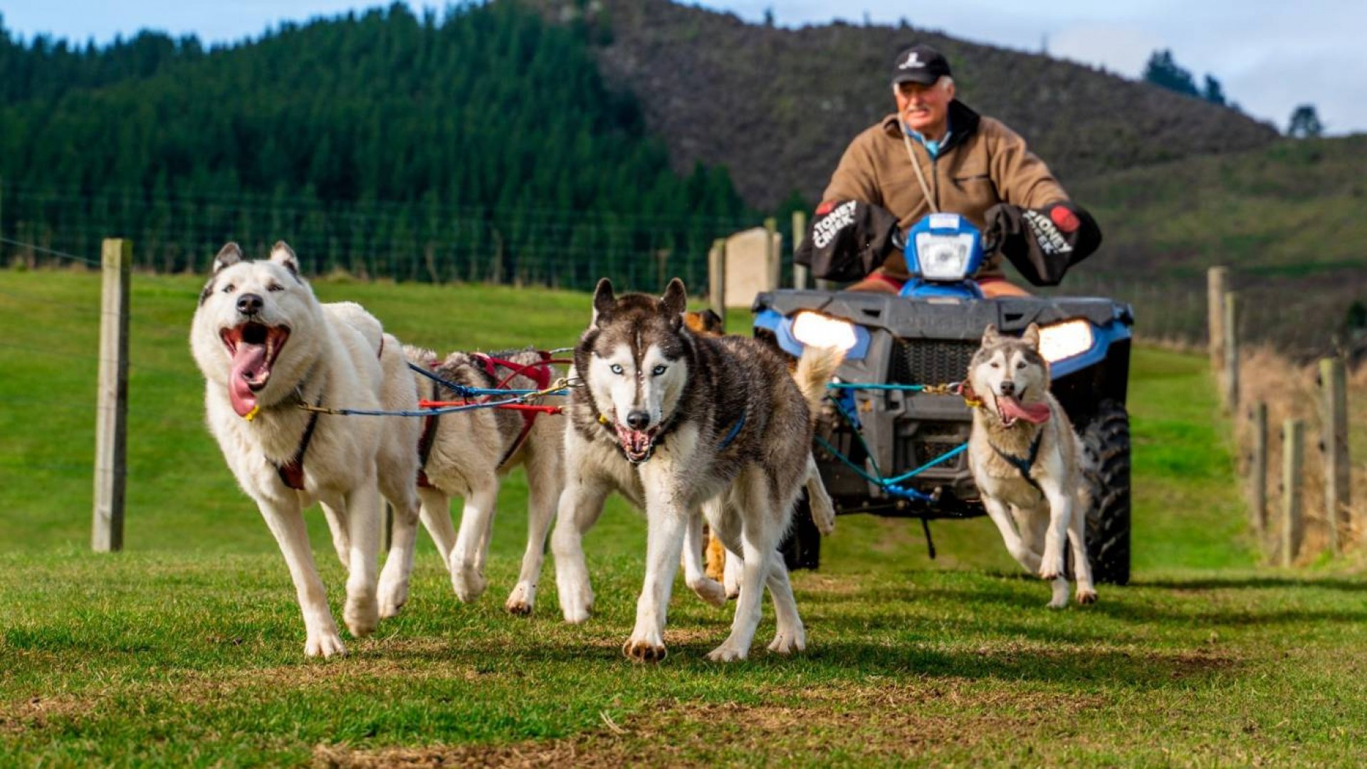The Sled Dogs From Siberia